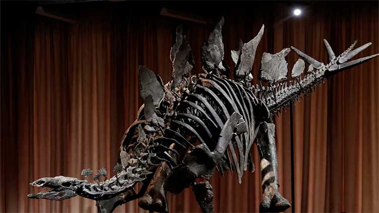 New York museum unveils 'Apex' - an almost complete Stegosaurus