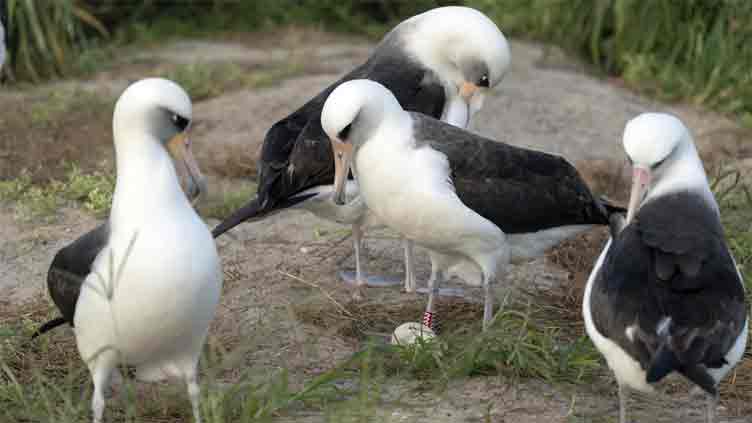 World's oldest-known wild bird lays egg at 74