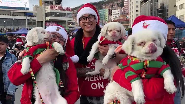 Albino dogs take the spotlight at Bolivia's Christmas parade