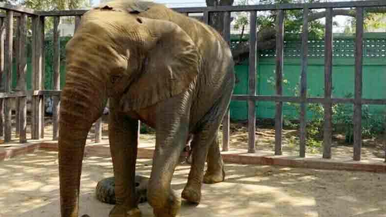 Elephant Sonia breathes her last at Karachi's Safari Park