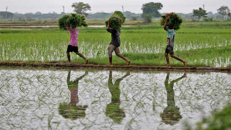 India's rice stocks surge to record high, boosting export prospects