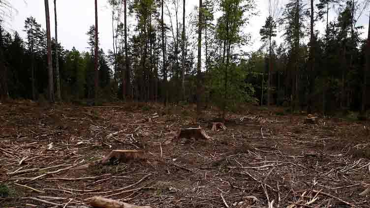 EU Parliament gives final approval to deforestation law