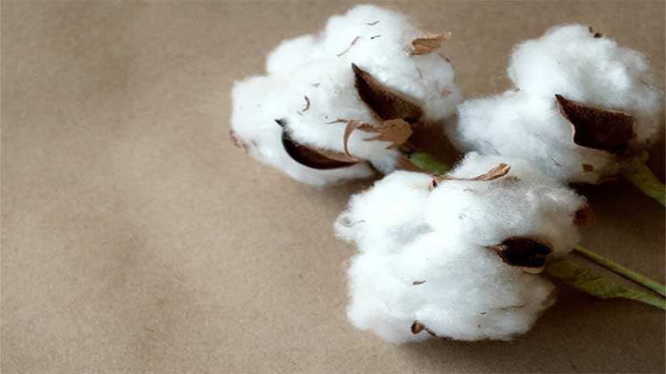 Ddrop in cotton arrivals thretens textile value chain