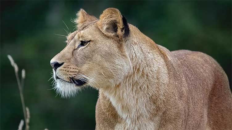 Killing of lion by security guard in Lahore sparks debate on social media