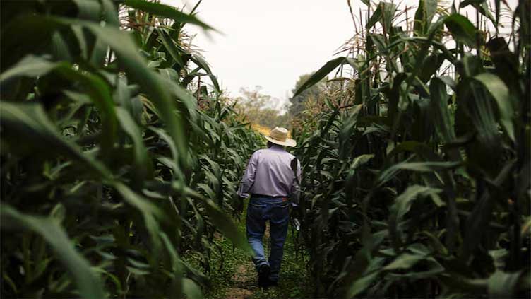 Mexican president confident Congress will ban planting GM corn in 2025