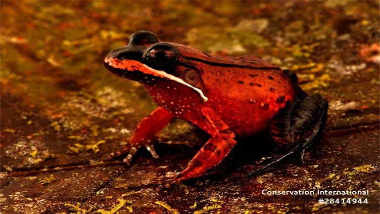 Scientists discover 27 never-seen-before species on groundbreaking expedition