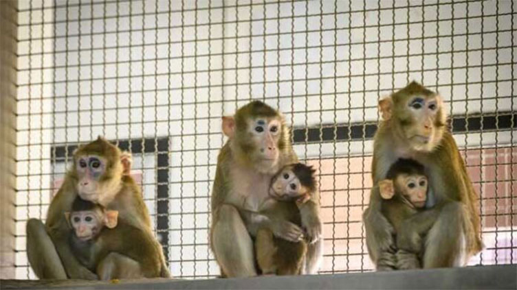 Monkey death toll rises: Call to end human feeding in national parks