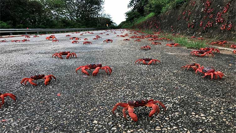 Dry weather hampers mass Christmas Island crab migration