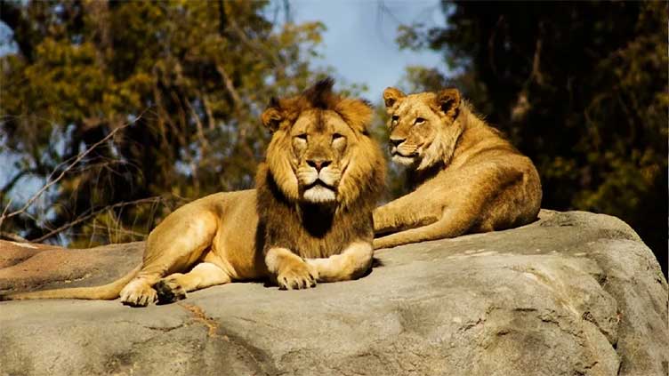 Indian Hindu group goes to court over lioness named after Hindu deity