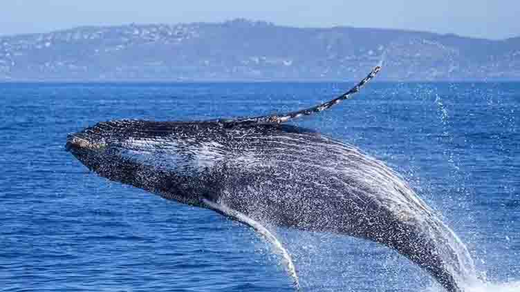 Scientists discover the anatomy behind the songs of baleen whales