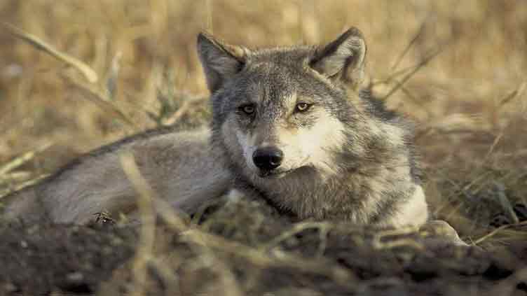 Droppings help scientists tracking longest wolf trek ever recorded