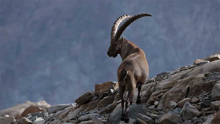 Reason behind mountain goats becoming nocturnal sparks concern amongst scientists
