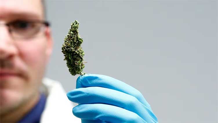 Germany joins legal cannabis club
