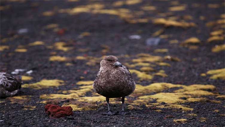 Bird flu reaches mainland Antarctica for first time, scientists say