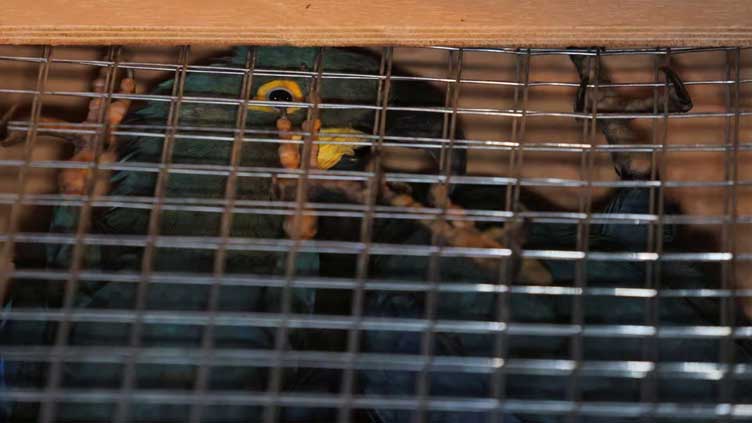 Brazil police repatriate exotic native animals trafficked to Togo