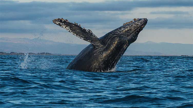 Heatwaves may be driving whale decline in Pacific: study