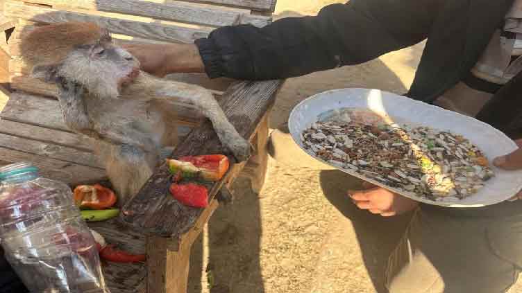 Hunger hits animals and people alike at Gaza zoo