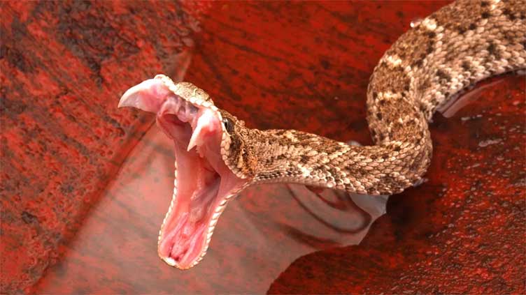 Researchers find blood pressure treatment in snake venom