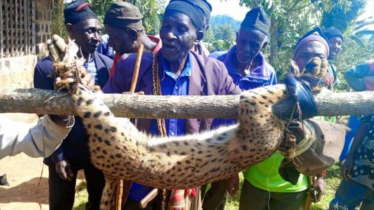 Cameroon hunter rewarded for capturing leopard