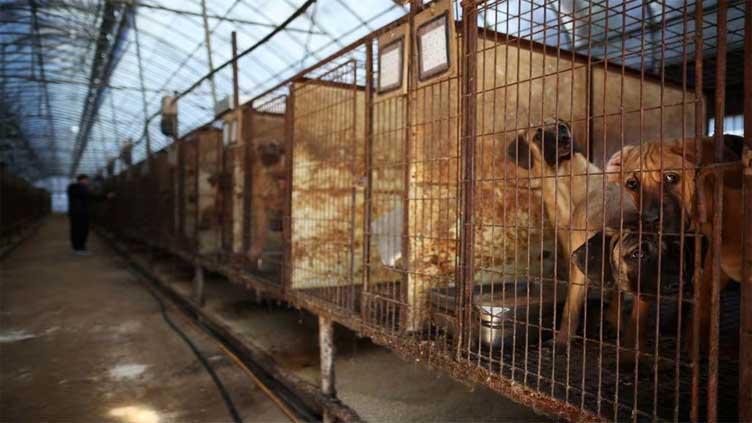 South Korea passes bill to ban consumption of dog meat
