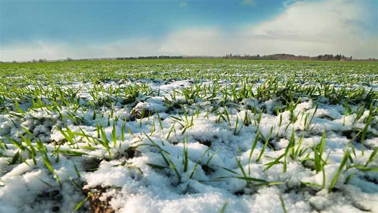 Deep January frosts did not affect Ukrainian winter crops, scientists say