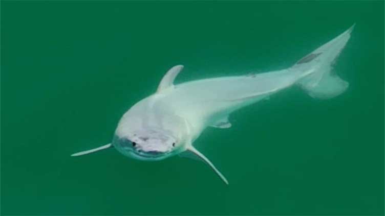 Newborn great white shark filmed for first time in the wild