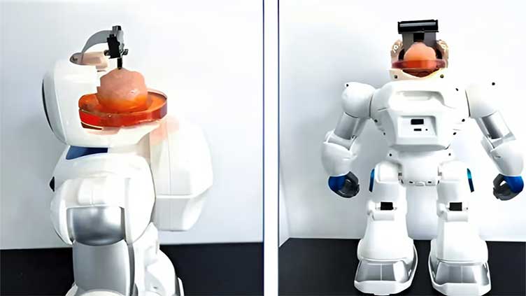 Robot with human brain tissue learns how to use arms