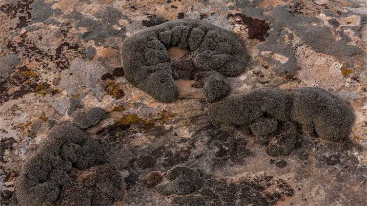 Scientists discover Antarctic desert moss that 'can survive on Mars'