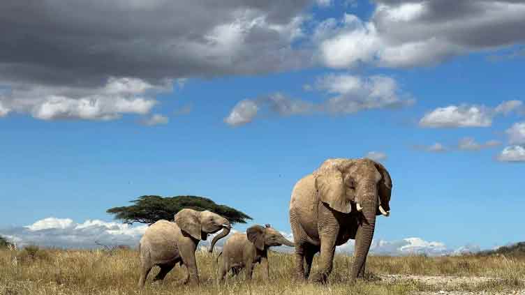 African elephants call each other by unique names, new study shows