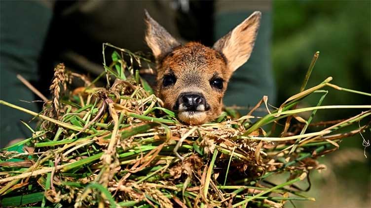 In Belgian farmland, 'Saving Bambi' one dawn mission at a time