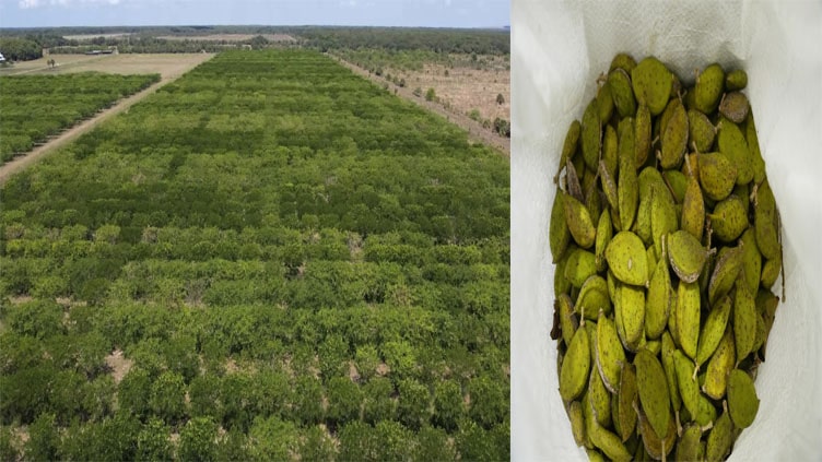 Pongamia trees offering renewable energy and plant-based protein