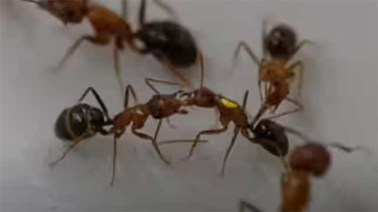 Ants carry out surgeries, amputate injured legs of fellow nest mates