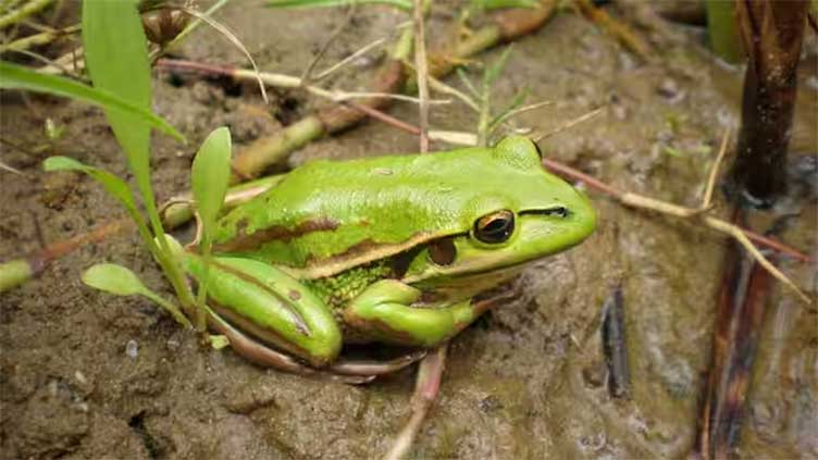 These female frogs eat up males if they don't like their singing