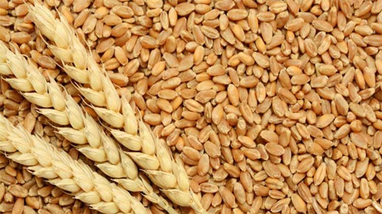 Punjab witnesses sharp drop in wheat prices