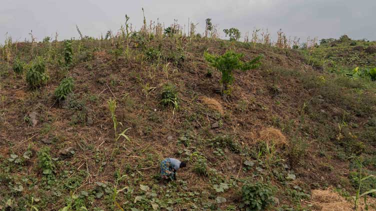 DR Congo conflict fuels forest loss