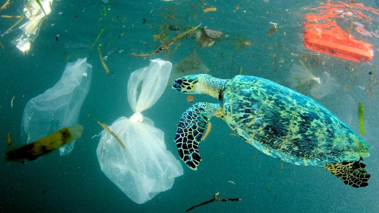 پلاسٹک.... آبی حیات کا دشمن