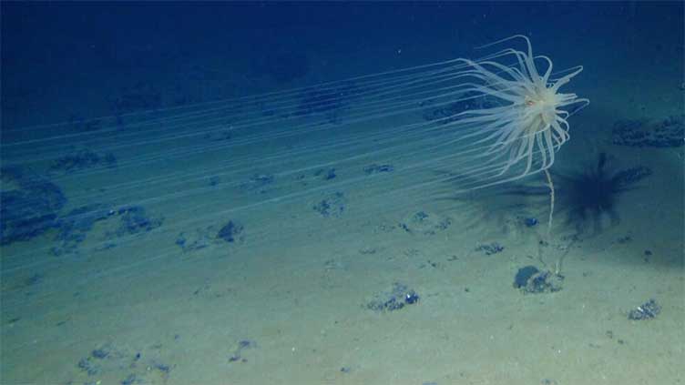 'Dark Oxygen' in depths of Pacific Ocean prompts new theories on life's origins