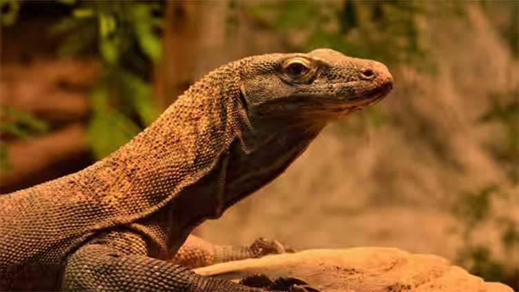 Komodo dragons have coat of iron on their razor-like teeth