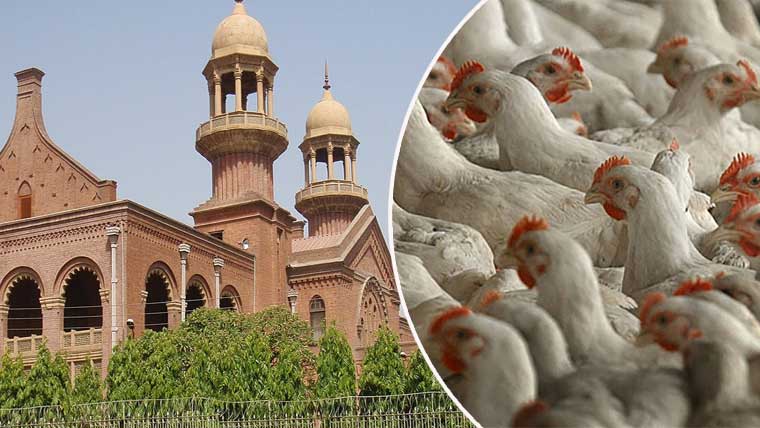 پنجاب سے مرغی کی نقل وحرکت پر پابندی لاہور ہائیکورٹ میں چیلنج