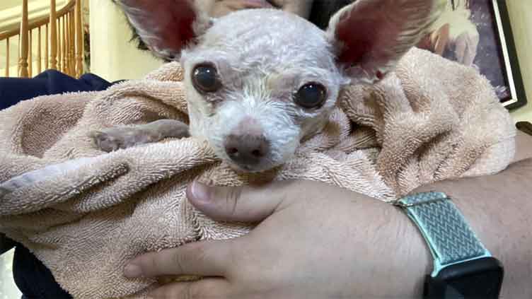 Gizmo, the dog, found alive after nine years 