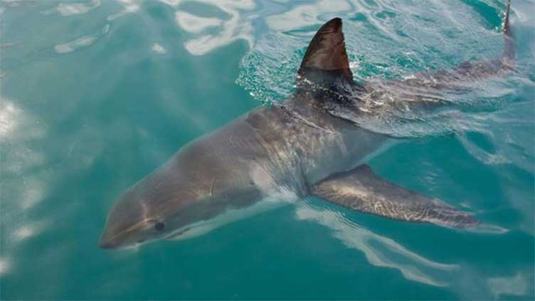 AI-enabled drones to detect sharks, alert beachgoers