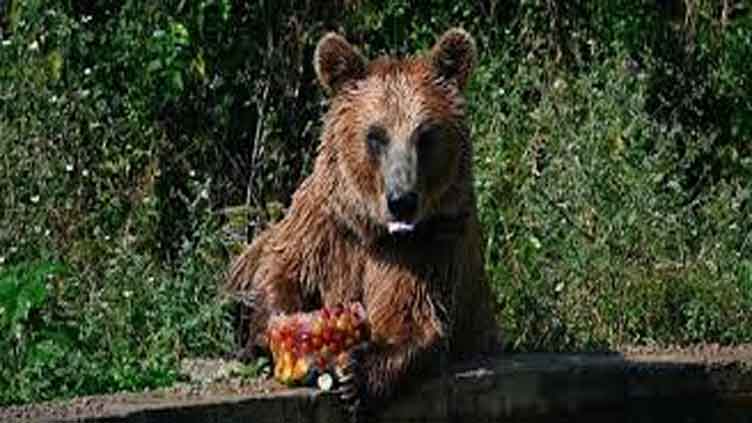 Killing of 'dangerous' bear in northern Italy spurs anger