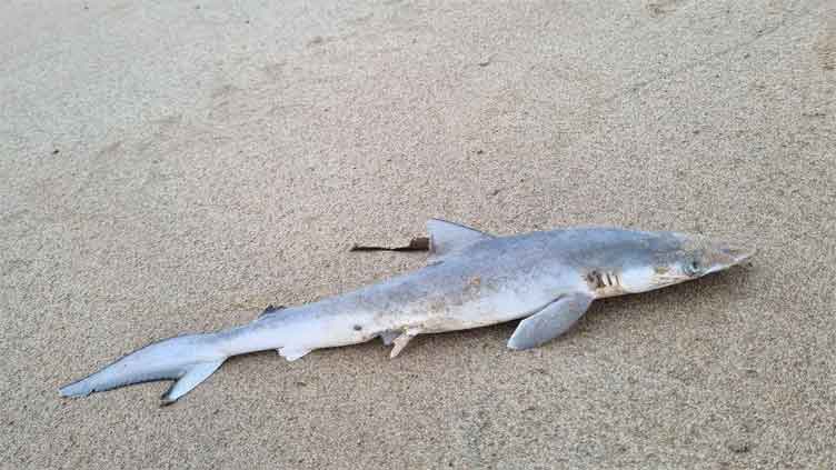 Sharks found near Brazil coast test positive for cocaine 