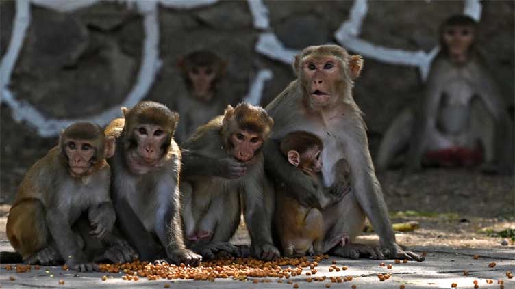 India heatwave hits wildlife as thirsty monkeys drown in well