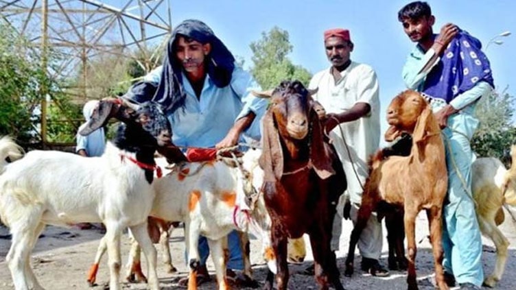 Section 144 imposed in Lahore against sale of sacrificial animals on roads, streets