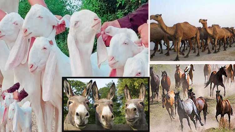 Pakistan livestock sector sees growth with enhanced cattle population