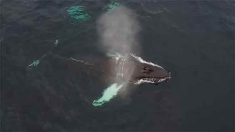 Russia races to save entangled humpback whale in the Arctic