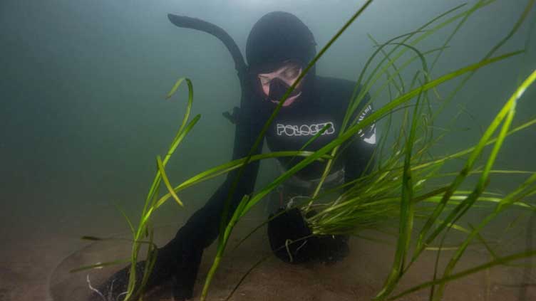 Underwater gardeners plant eelgrass to save 'dead' Danish fjord