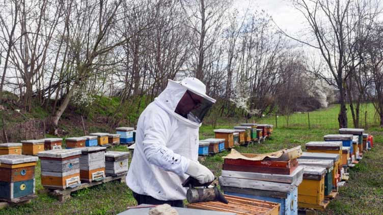 North Macedonia's beekeepers face climate change challenge