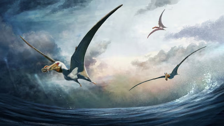 Fossils of 'sea phantom' flying reptile unearthed in Australia